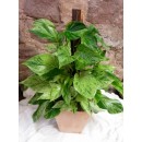Pothos on a Pole